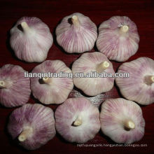 Fresh Red Garlic in China, Purple Color Garlic /Red Color Garlic